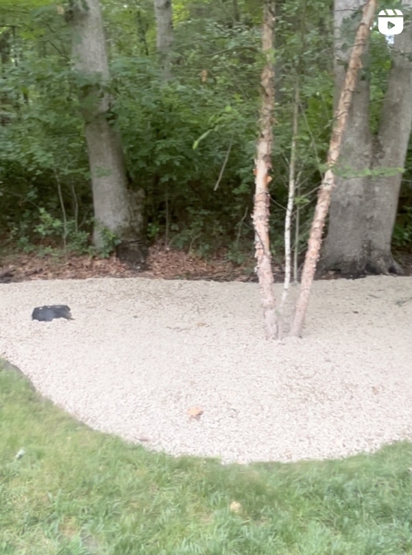 Tree and shrub care services